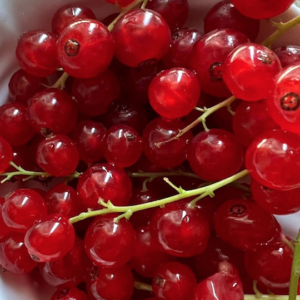 Red Jade red currants in a small bowl.
