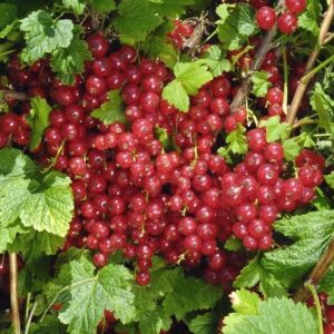 Red jade red currant tree with a mass of red currants.
