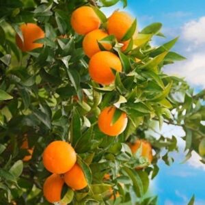 A plate of Red Navel Orange fruit wedges.