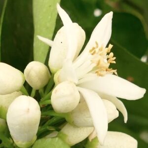 Fragrant