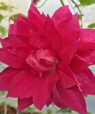 Red Star Clematis double bloom.