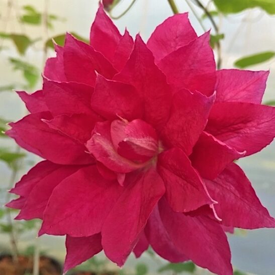 Red Star Clematis double bloom.