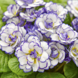 Rhapsody primrose with ruffled white blossoms edged with a purplish-blue picotee and highlighted by a sunny yellow centre.