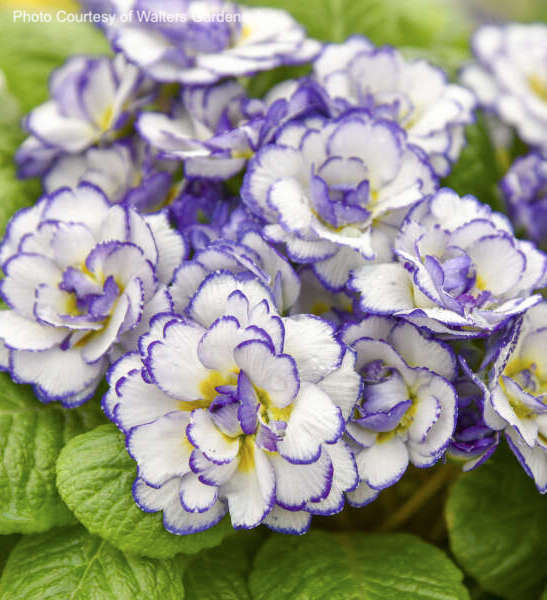 Purple Primrose | RHAPSODY Primrose | Double Primrose