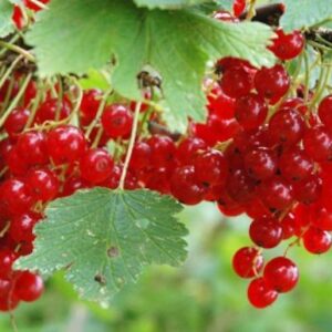 Ribes rubrum cherry red currants on the bush.