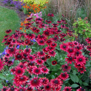 A swath of Rudbeckia cherry brandy flowers planted in a border against purple blooms and ornamental grasses.