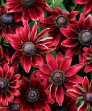A mass of red Rudbeckia hirta cherry brandy flowers with dark centres.
