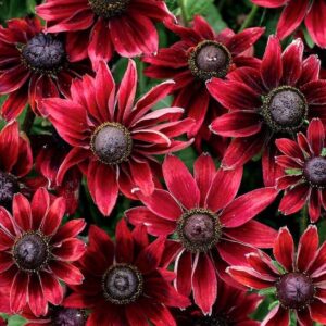 A mass of red Rudbeckia hirta cherry brandy flowers with dark centres.