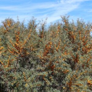Frugana Seaberry with orange fruits completely covering its branches.