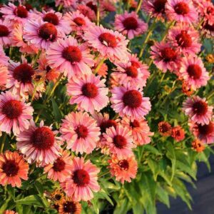 A mass Salmon Coneflower blooms in the sun.