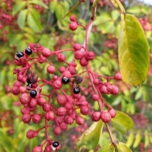 Japanese Pepper berries with their bright red husks.