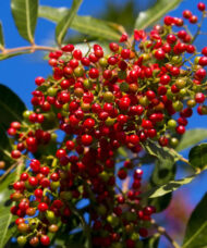 Sansho pepper tree with spicy