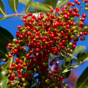 Sansho pepper tree with spicy