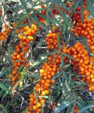 Sea Buckthorn plant with grey green leaves