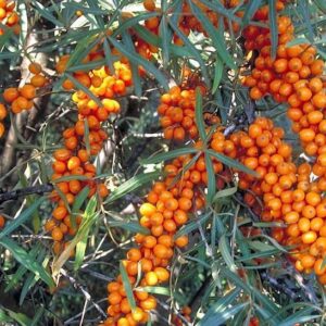 Sea Buckthorn plant with grey green leaves