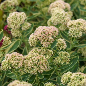 A large planting of Variegated sedum.