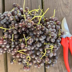 Black grape plant with large