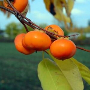 A cluster of Seedless Persimmon fruits on a branch.