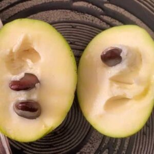 Shenandoah pawpaw plant yellow-cream fleshed fruit.