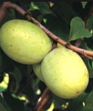 Shenandoah pawpaw tree fruit.