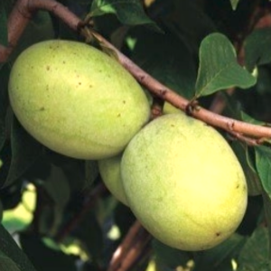 Shenandoah pawpaw tree fruit.