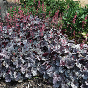Heuchera silver gumdrop foliage delicately dusted with a metallic sheen