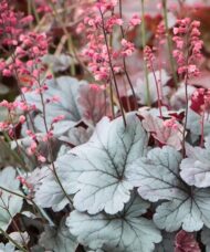Silver gumdrop coral bells pretty pink flowers on spikes