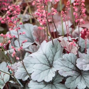 Silver gumdrop coral bells pretty pink flowers on spikes