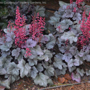 accented by dark veining and a rich purple underlay that matures into a soft rosy blush.