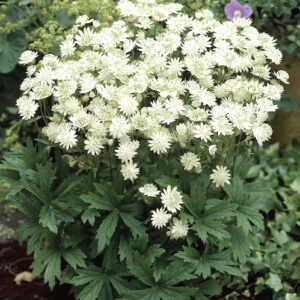 Sparkling Stars White Astrantia plant with a mass of white blooms about a neat clump of foliage.