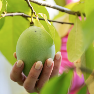A woman's hand about to pick a Sunflower paw paw plant fruit hanging from a branch.