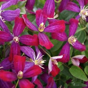 A mass of Purple Sweet Autumn Clematis plant violet and cranberry blooms.
