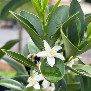 Nagami Kumquat Plant heavily in fruit with small