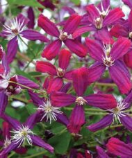 Sweet Summer Love Clematis cranberry-violet blooms.