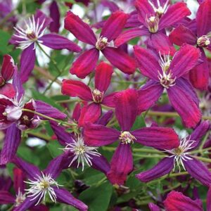 Sweet Summer Love Clematis cranberry-violet blooms.