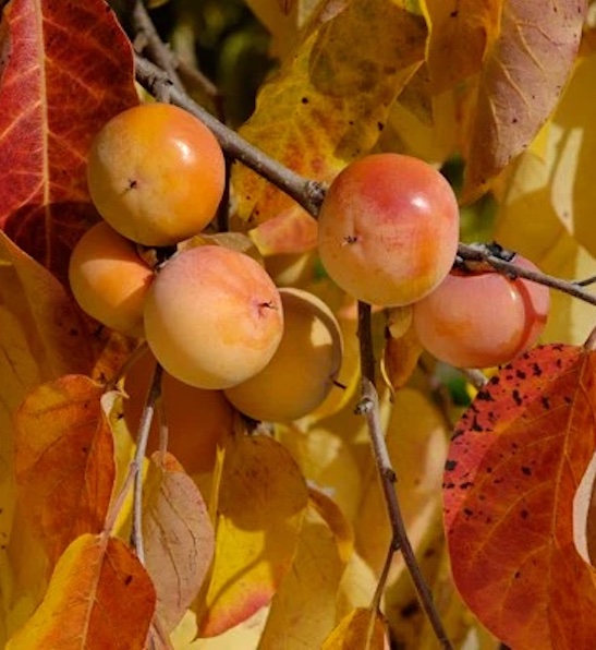 Common Persimmon | Diospyros virginiana | Szukis Persimmon