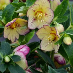 Tropical sunset hellebore plant with yellow petals with deep red veining..