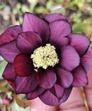 True love hellebore large