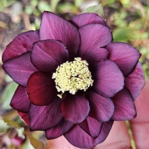 True love hellebore large
