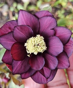 True love hellebore large