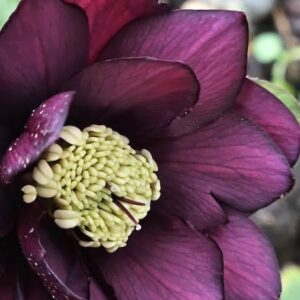Double red hellebore blooms.