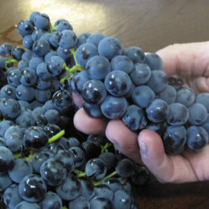 Purple grape harvest of a dozen large bunches of large grapes.