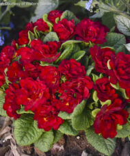 Valentine primrose plant with deep scarlet red