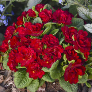 Valentine primrose plant with deep scarlet red