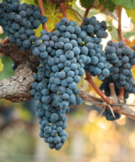 Purple Valiant grape bunches on the vine.