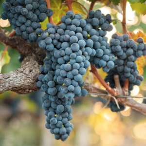 Purple Valiant grape bunches on the vine.