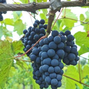 Valiant grape plant with plump
