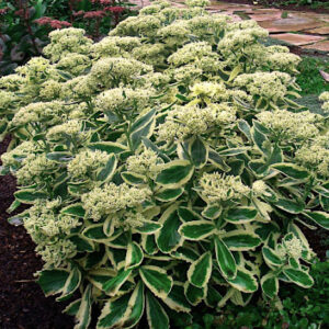 strong green foliage and cream flowers.