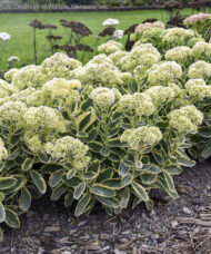 Variegated Stonecrop with cream-edged