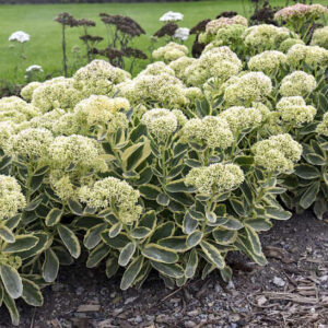 Variegated Stonecrop with cream-edged